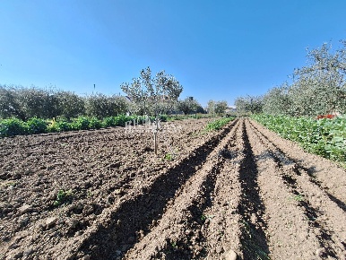 Foto Terreno agricolo in riserva naturale sentina, San Benedetto del Tronto