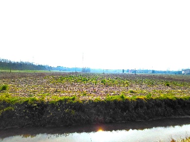 Foto Terreno agricolo a Boara Pisani Centro di 14352 m² in vendita