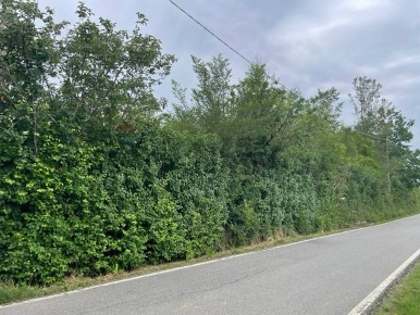 Foto Terreno agricolo in Via Delle Roncaglie, Masio di 3350 m² in vendita