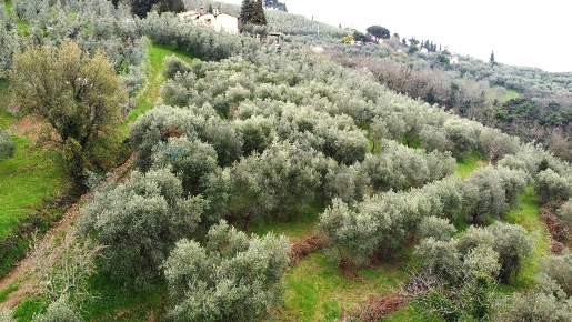 Foto Terreno agricolo in Via Carmignanese, Vinci di 18950 m² in vendita