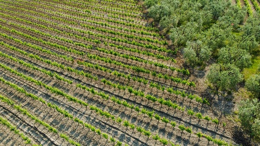 Foto Terreno agricolo a Empoli Martignana - Piazzano di 18750 m² in vendita