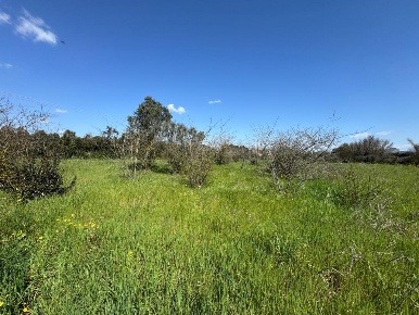 Foto Terreno agricolo a San Sperate di 6200 m² in vendita