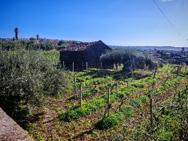 Foto Terreno agricolo a Santa Maria di Licodia di 6000 m² in vendita