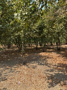 Foto Terreno agricolo in strada vicinale mauro, Domicella di 3460 m²