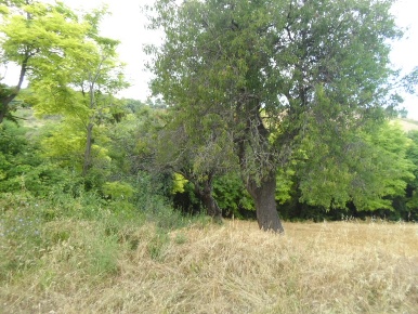 Foto Terreno agricolo in Panoramica, San Benedetto del Tronto Santa Lucia