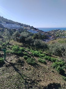 Foto Terreno agricolo in strada statale sp55, Sanremo Poggio di 2600 m²