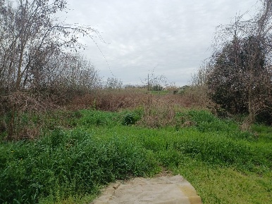 Foto Terreno agricolo in via giuseppe verdi -, Vecchiano di 5836 m²