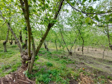 Foto Terreno agricolo a Domicella Centro di 9662 m² in vendita