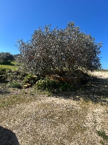 Foto Terreno agricolo in Contrada Gulfi, Caltanissetta Centro di 9550 m²