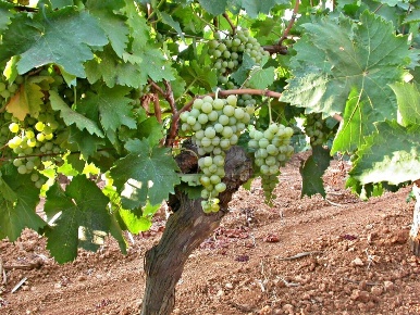 Foto Terreno agricolo a Castelvetrano in vendita