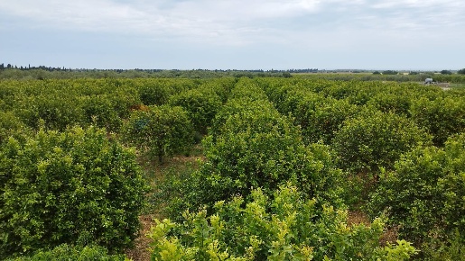 Foto Terreno agricolo a Noto di 17000 m² in vendita