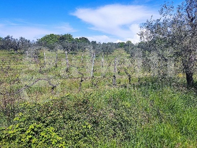 Foto Rustico in Montebamboli, Massa Marittima di 175 m² con 4 locali