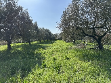 Foto Terreno agricolo in Via Civita Castellana SNC, Castel Sant'Elia Centro