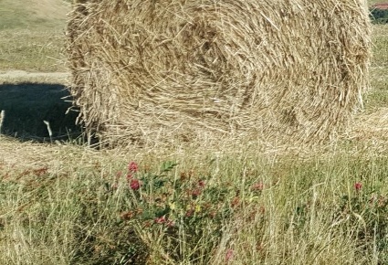 Foto Terreno agricolo a Terricciola Centro di 3000 m² in vendita