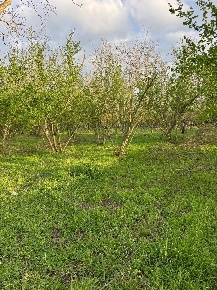 Foto Terreno agricolo a Nola Centro di 6387 m² in vendita