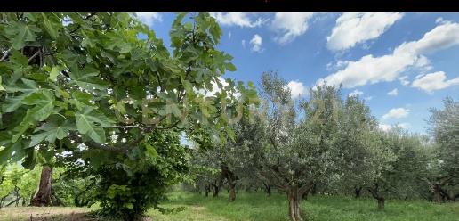 Foto Rustico in Via Postuman, Mezzane di Sotto di 66 m² con 4 locali