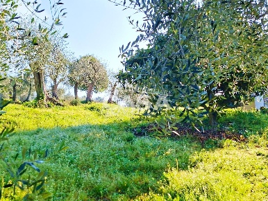 Foto Terreno residenziale a Buti Centro di 5300 m² in vendita