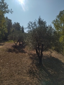 Foto Terreno agricolo a Palaia Centro di 46000 m² in vendita