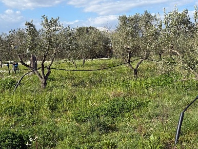 Foto Terreno agricolo a Piombino di 15100 m² in vendita