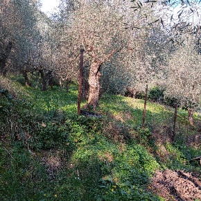 Foto Terreno agricolo a Massarosa Bargecchia, Corsanico di 3000 m²
