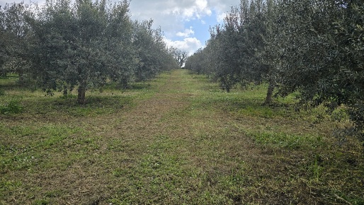 Foto Terreno agricolo in contrada Santa Lucia di Mendola, Palazzolo Acreide