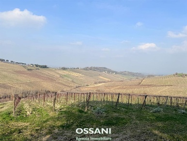 Foto Terreno agricolo in VIA BERTA, Brisighella di 45000 m² in vendita