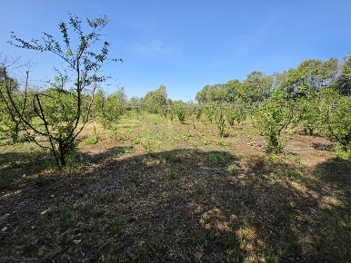 Foto Terreno agricolo a San Sperate di 5600 m² in vendita