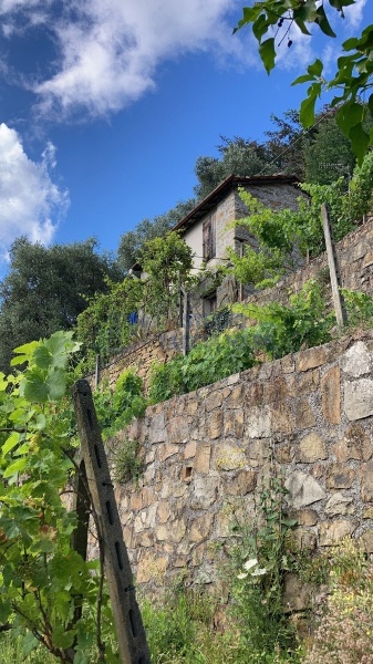 immagine annuncio 1 di 14