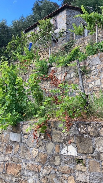 immagine annuncio 12 di 14