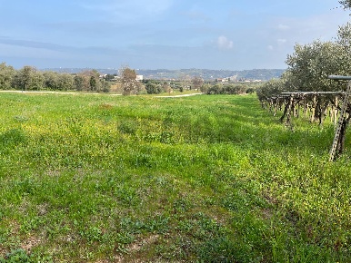 Foto Terreno residenziale in Contrada Cerreto snc, Miglianico di 5000 m²