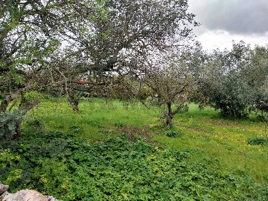 Foto Terreno agricolo in via Sant'Andrea Piedigrotta, Modica Modica Bassa