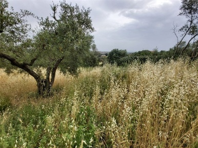 Foto Terreno agricolo in Via XII Apostoli, Fonte Nuova di 5600 m²