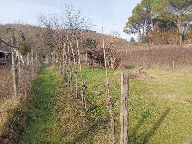 Foto Terreno agricolo a Poggibonsi di 800 m² in vendita