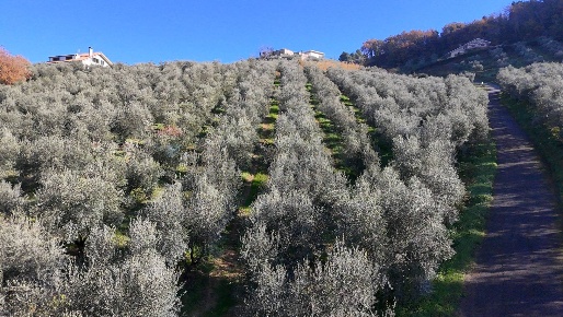 Foto Terreno agricolo in Strada Belvedere snc, Chieti Chieti Città