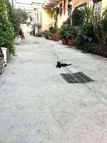 Foto Loft in Via Tucidide 56, Milano Ortica di 70 m² con 3 locali