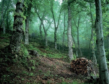 Foto Terreno agricolo in Casa di Sorana, Abetone Cutigliano Abetone