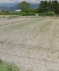 Foto Terreno agricolo in via dei Filaracci, Massarosa di 11000 m²