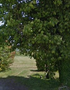 Foto Terreno agricolo in via fratelli rosselli, Camaiore Lido di Camaiore