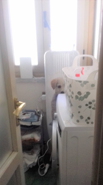 immagine annuncio 11 di 13