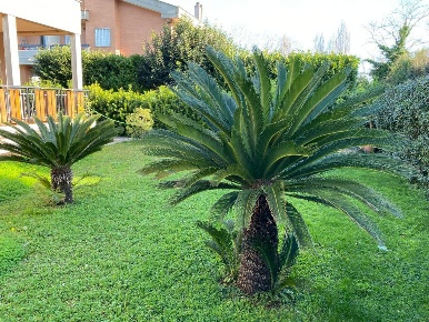 Foto Case indipendenti in Viale delle Ginestre 60, Anzio di 210 m²