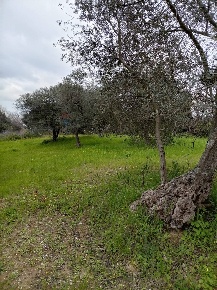 Foto Terreno agricolo in Strada Comunale Carpineto, Larino di 40180 m²