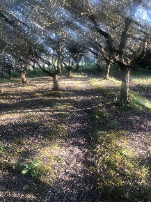Foto Terreno agricolo a Pontedera Santa Lucia, La Borra di 3000 m²