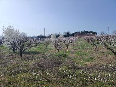 Foto Terreno agricolo a Imola in vendita