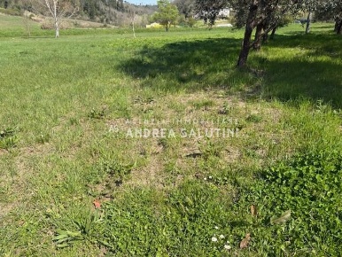 Foto Terreno agricolo a Palaia di 11330 m² in vendita