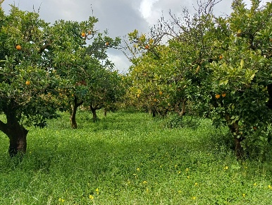 Foto Terreno agricolo in C/da Piraino s.n, Chiaramonte Gulfi di 58000 m²