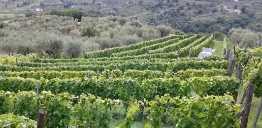 Foto Terreno agricolo in via di valgiano, Lucca Matraia - Valgiano