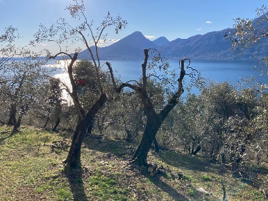 Foto Rustico a Brenzone sul Garda Magugnano di 190 m² con 7 locali
