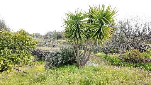 Foto Terreno agricolo in Contrada malvezzaro, Santa Maria di Licodia