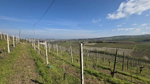 Foto Rustico in Moretta, Neive di 307 m² con 11 locali in vendita