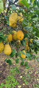 Foto Terreno agricolo a Santa Venerina Mangano, Guardia, San Giovanni Bosco